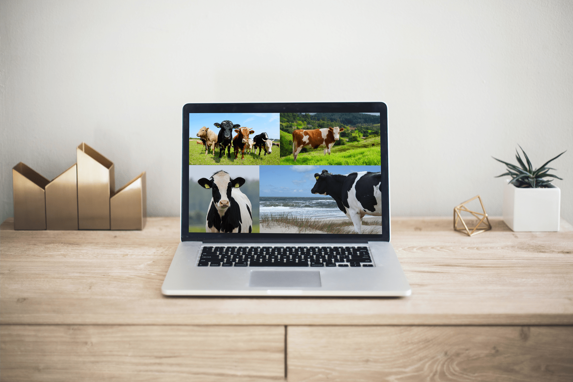 Laptop mit Bildern von Kühen