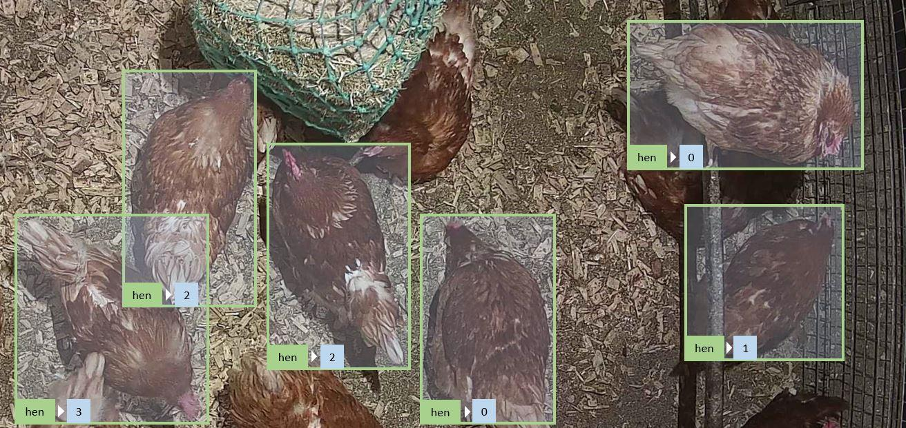 Foto von Hühnern in einem Stall