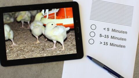 Ein Bild mit Küken, daneben ein Fragebogen