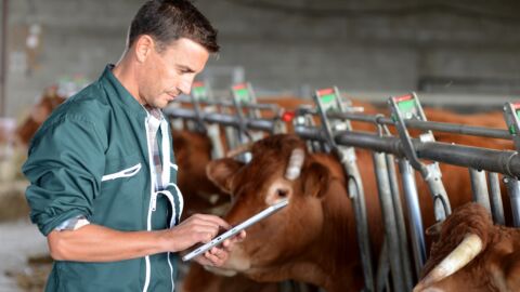 Ein Mann mit Tablet steht in einem Kuhstall