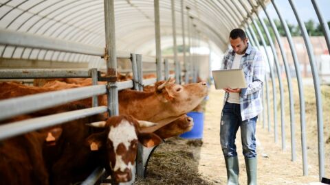 Vorschau-Bild zu Automatisiert erfassbare Daten in der Tierhaltung