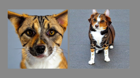 Zwei Hund-Katze-Mischungen