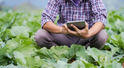 Person mit Tablet hockt in Feld