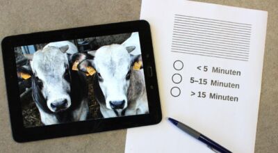 Tablet mit Rindern auf dem Bildschirm und Fragebogen daneben
