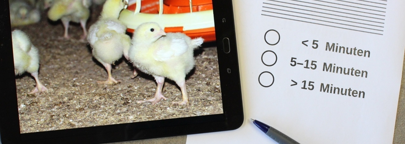 Ein Bild mit Küken, daneben ein Fragebogen
