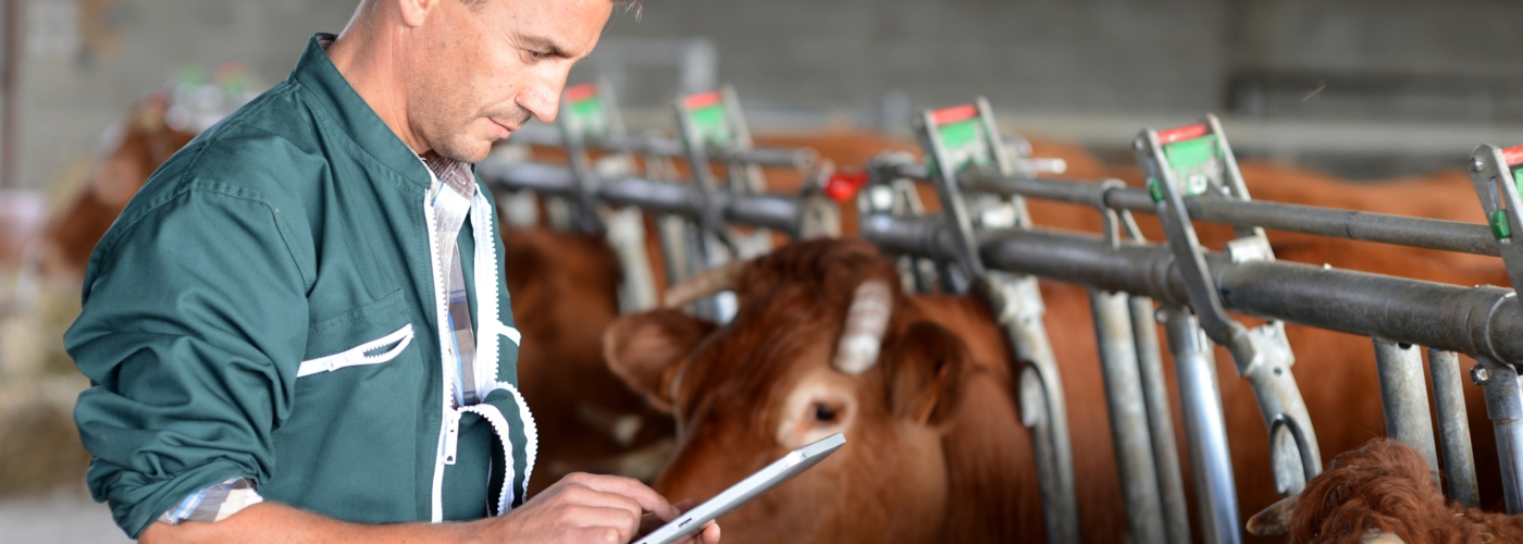 Ein Mann mit Tablet steht in einem Kuhstall