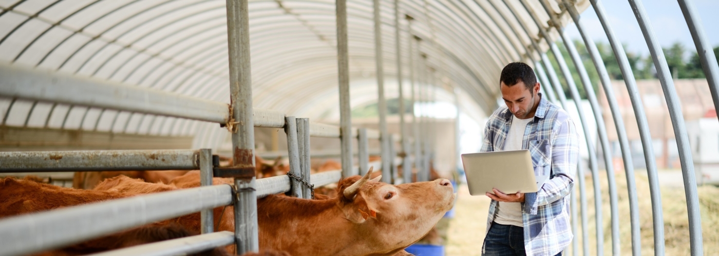 Ein Bauer steht mit einem Laptop vor einem Kuhstall