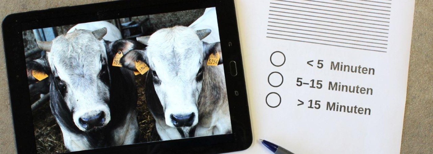 Tablet mit Rindern auf dem Bildschirm und Fragebogen daneben