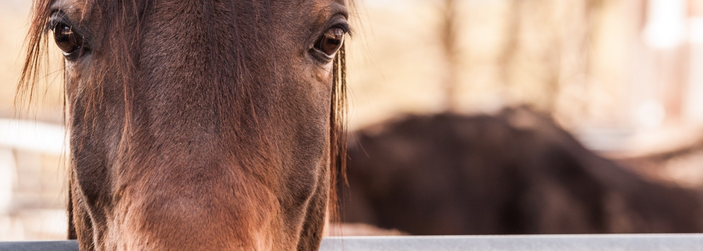 Titelbild zu HorseAID – Diagnostik mit Künstlicher Intelligenz